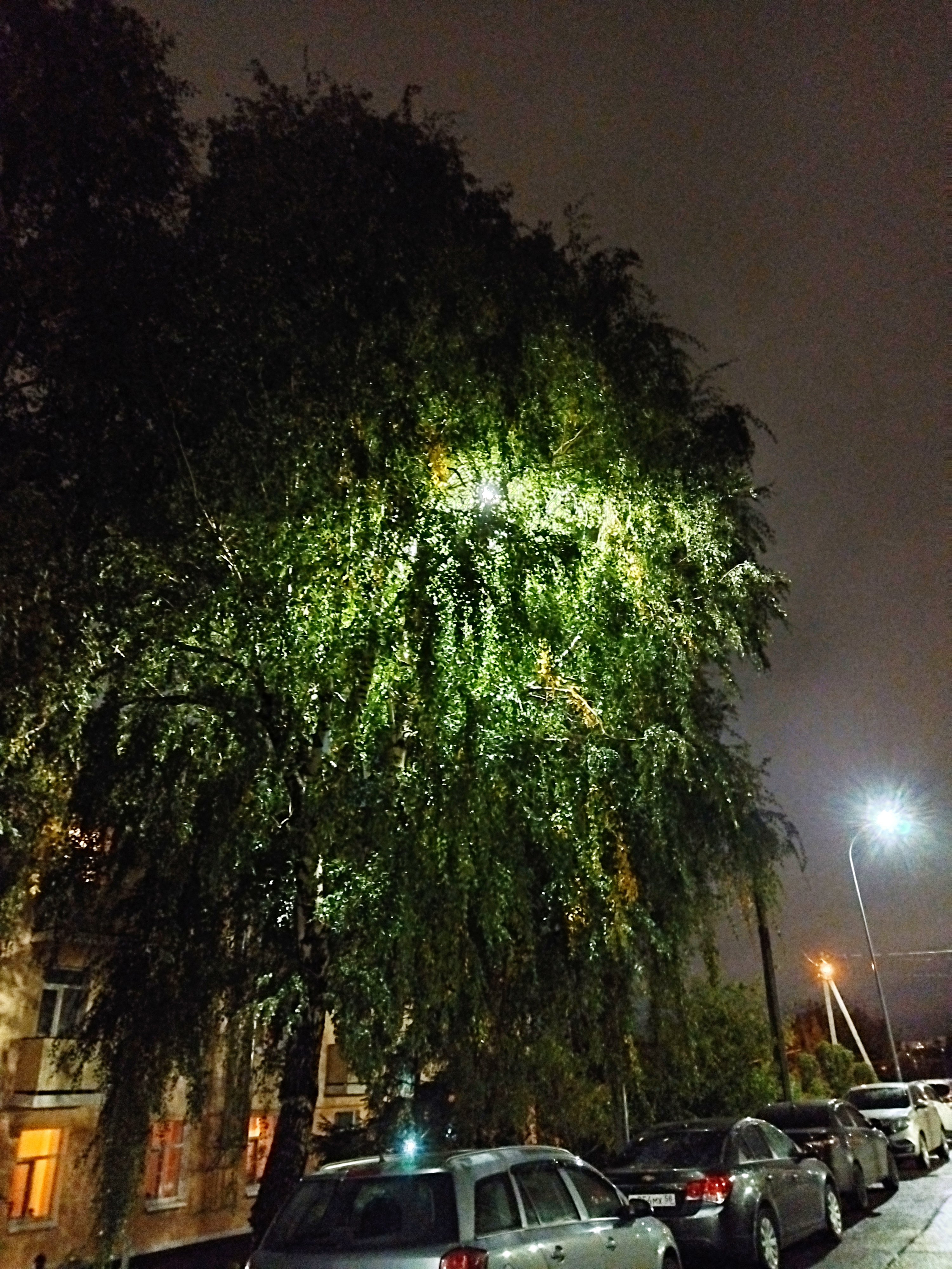 A photo of a tree, hiding a streetlamp in between its leaves.