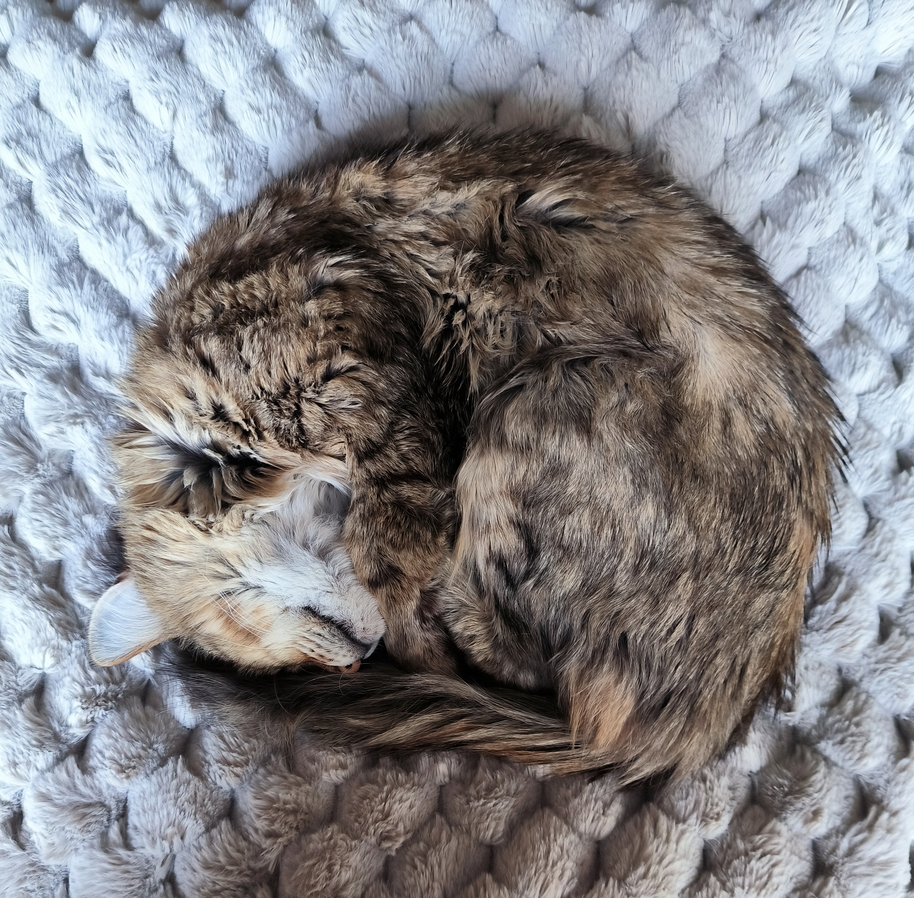 A tabby cat sleeping on a blanket in a neat donut-like shape.